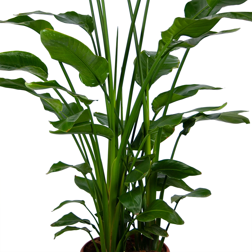 Strelitzia Nicolai - Paradijsvogelpant - P36 H170 - Kamerplant - Afbeelding 3