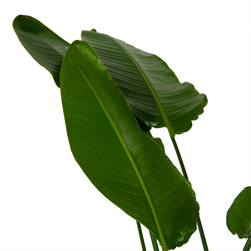 Strelitzia Nicolai - Paradijsvogelpant - P36 H170 - Kamerplant - Afbeelding 4