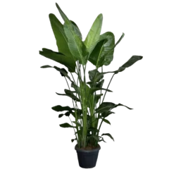 Strelitzia Nicolai - Paradijsvogelplant - P35 H200 - Kamerplant