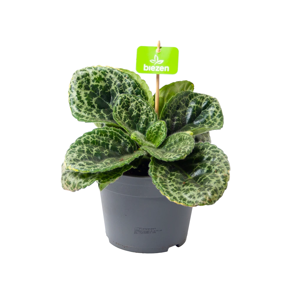 Streptocarpus Pretty Turtle - Schildpad Plant - P17 H35 - Kamerplant