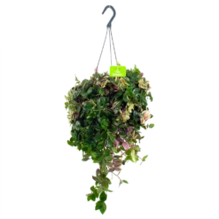 Tradescantia Quadricolor - Vaderplant - In Hangpot - P17 H40 - Kamerplant