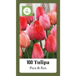 Tulipa Triumph Roze & Rood - 100st - Bloembollen - JUB Holland