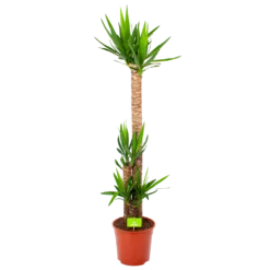 Yucca - Palmlelie - P27 H170 - Kamerplant