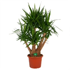 Yucca - Vertakt - Palmlelie - P45 H170 - Kamerplant