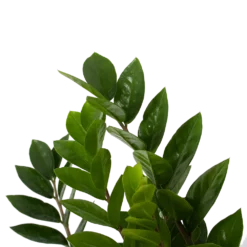 Zamioculcas Zamiifolia - Emerald Palm - P17 H60 - Kamerplant